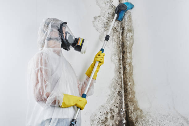 Best Black Mold Removal  in Covington, WA