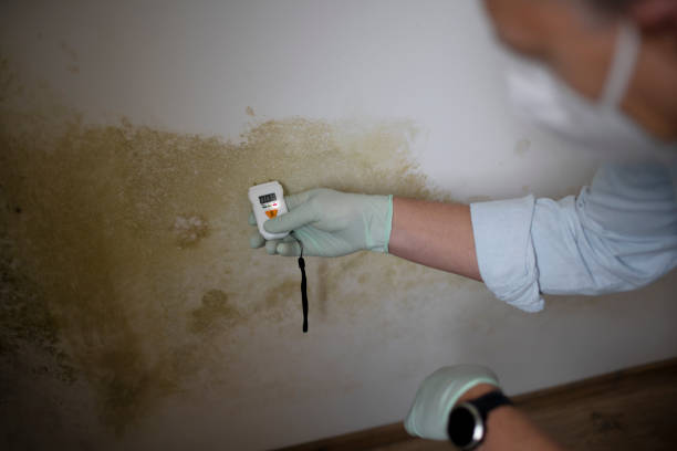 Certified Mold Removal in Covington, WA