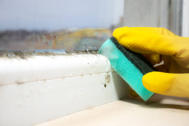 Best Mold Damage Repair  in Covington, WA