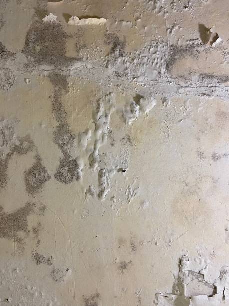 Mold Removal Process in Covington, WA