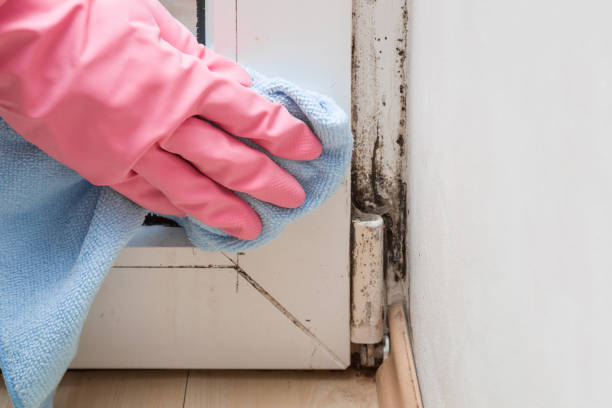 Best Home Mold Removal  in Covington, WA