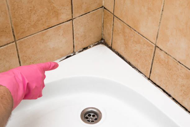 Best Attic Mold Removal  in Covington, WA